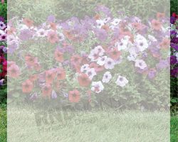 21062-B